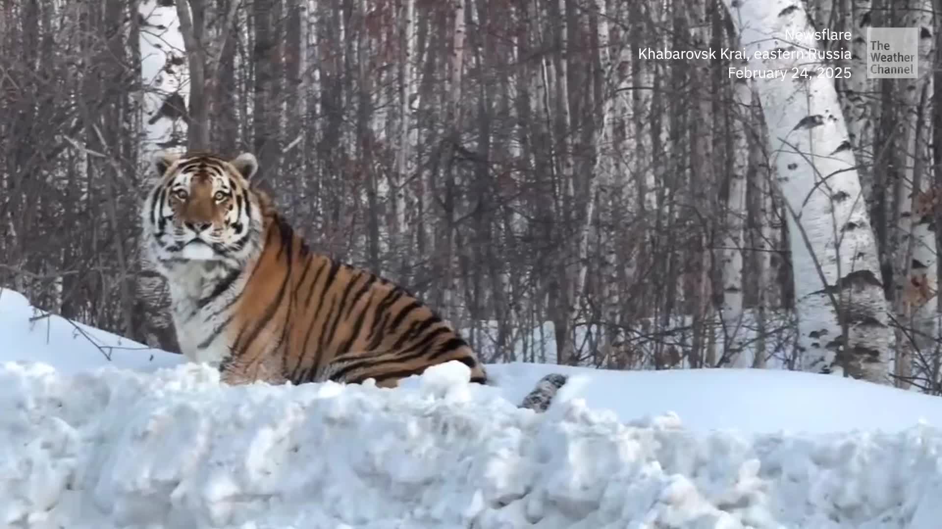 Perturbed Pup Has Words For This Siberian Tiger