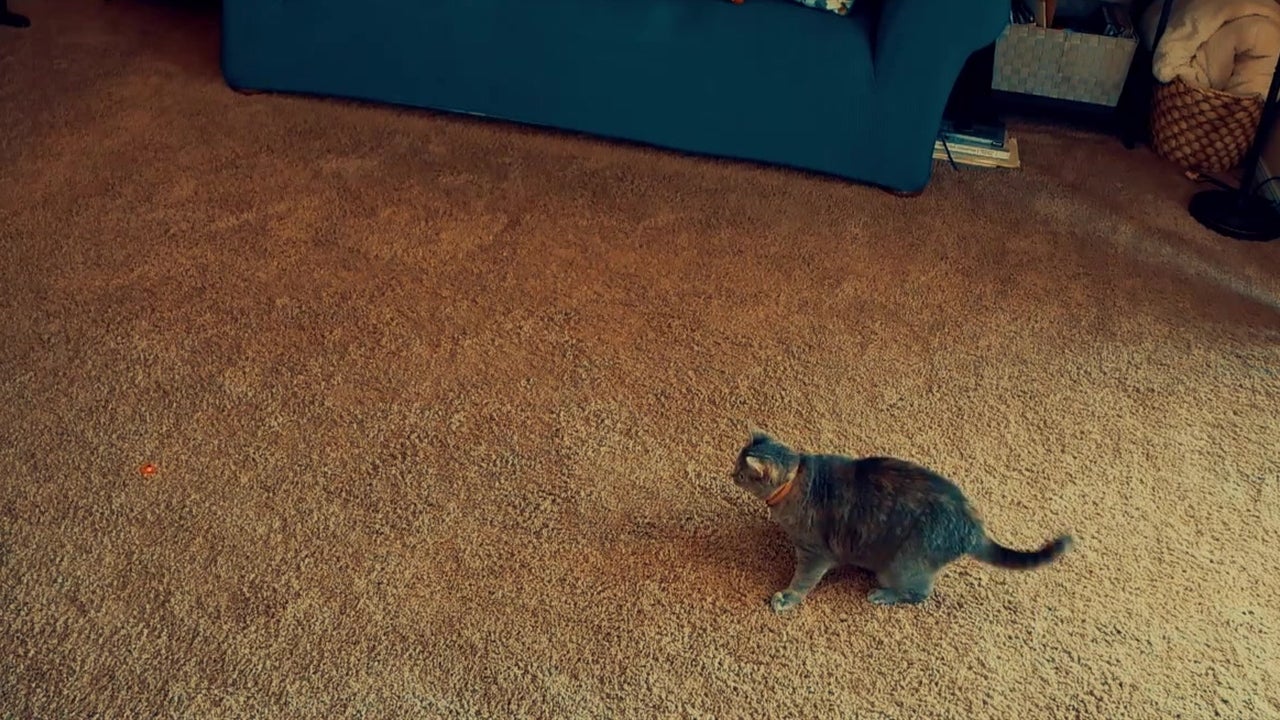 Pet Toy Uses AI to Simulate Prey
