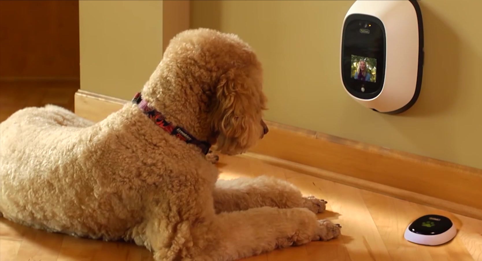 PetChatz Lets you Video Chat your Pet