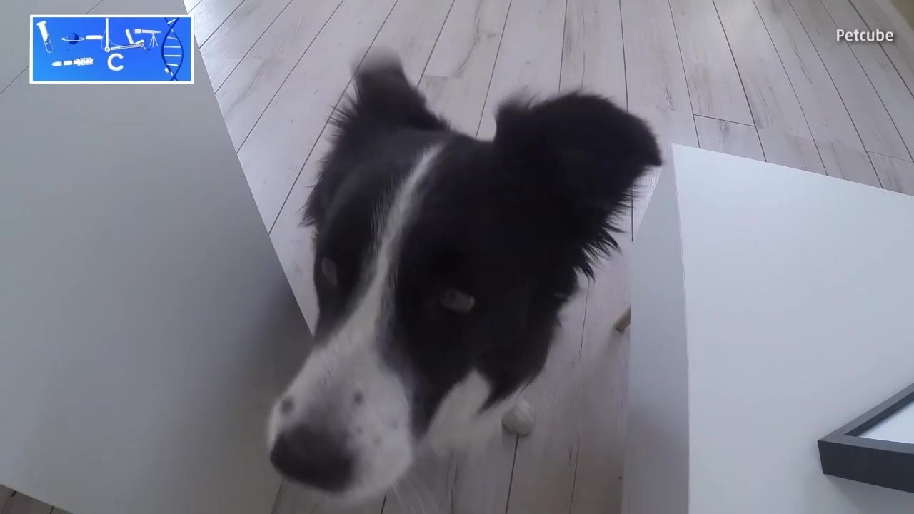 Petcube Device Allows Pet Owners To Reward Pets