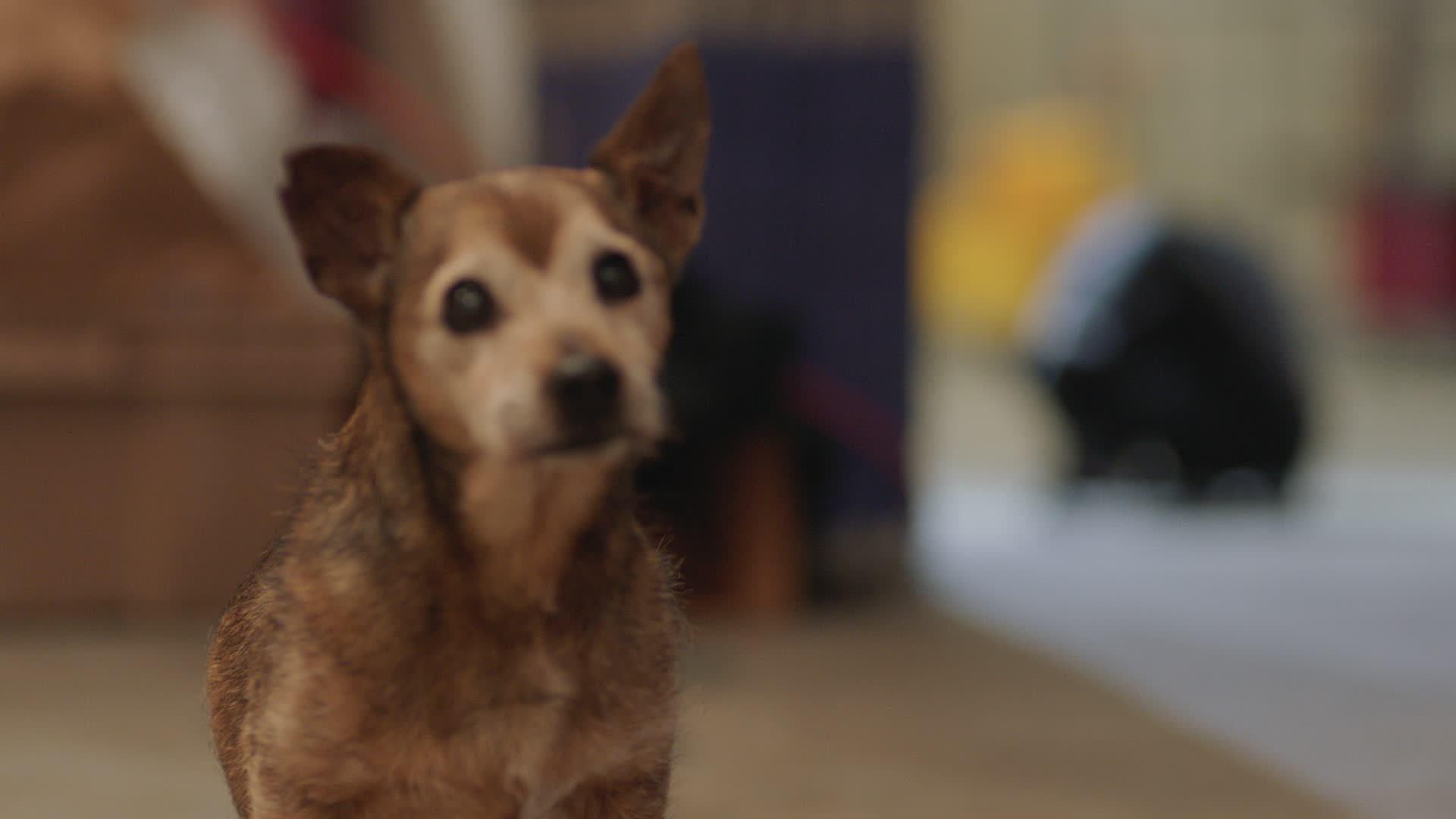 Pets Need A Disaster Emergency Kit, Too