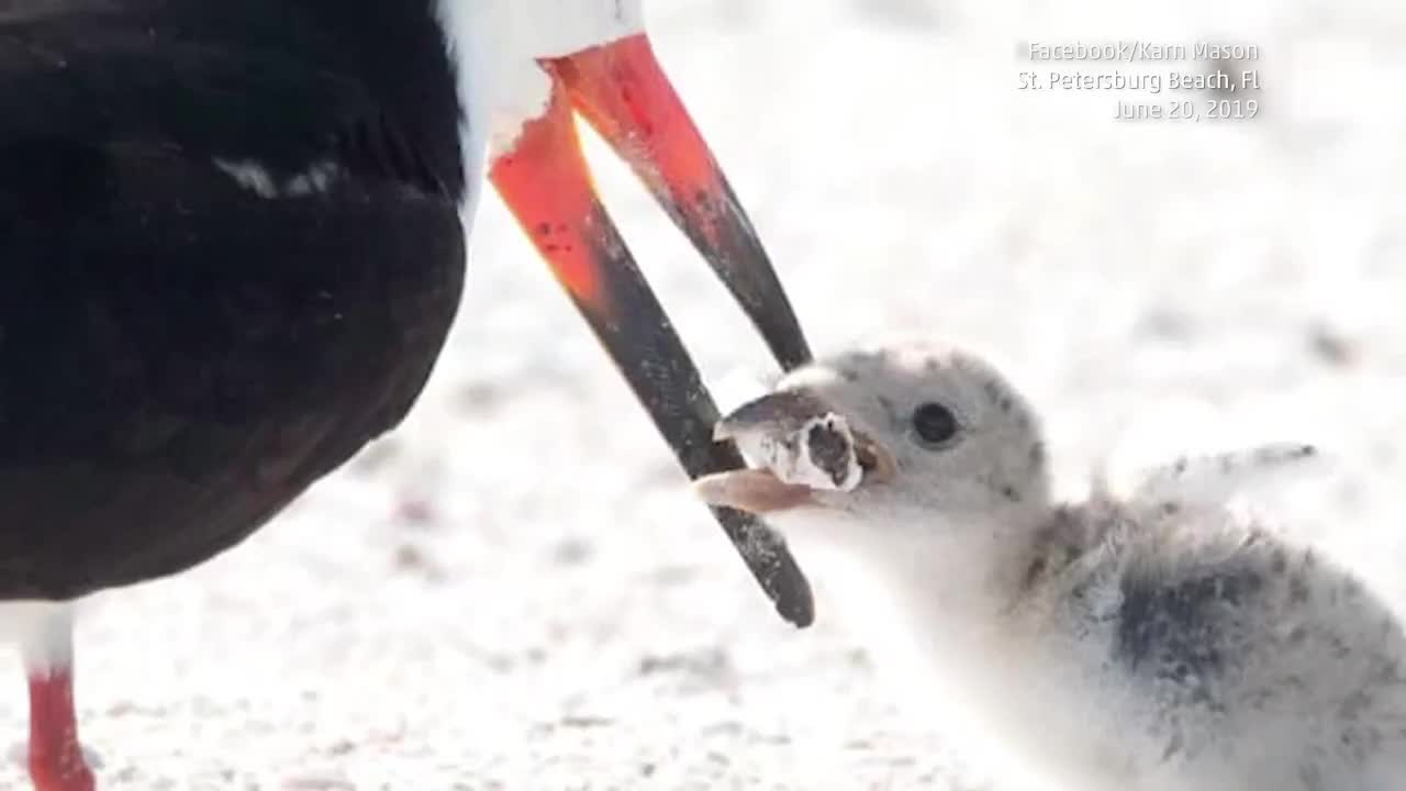 Photo Goes Viral of Bird Feeding Her Chick a Cigarette Butt on Florida Beach Bird Cigs Beach