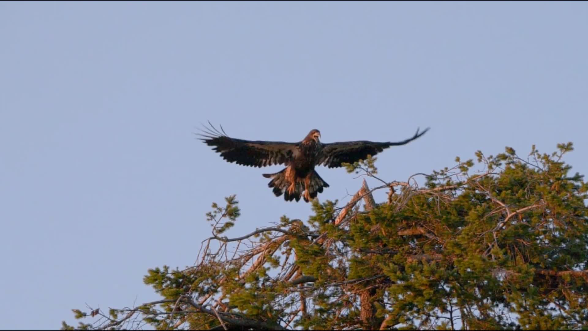 Photographing the Beauty, Skill and Tenacity of Birds in Flight