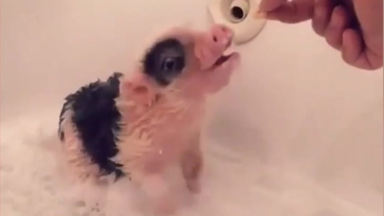Pickles the Pig Takes His First Bath