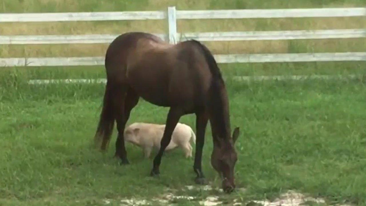 Pig and Horse are Buddies