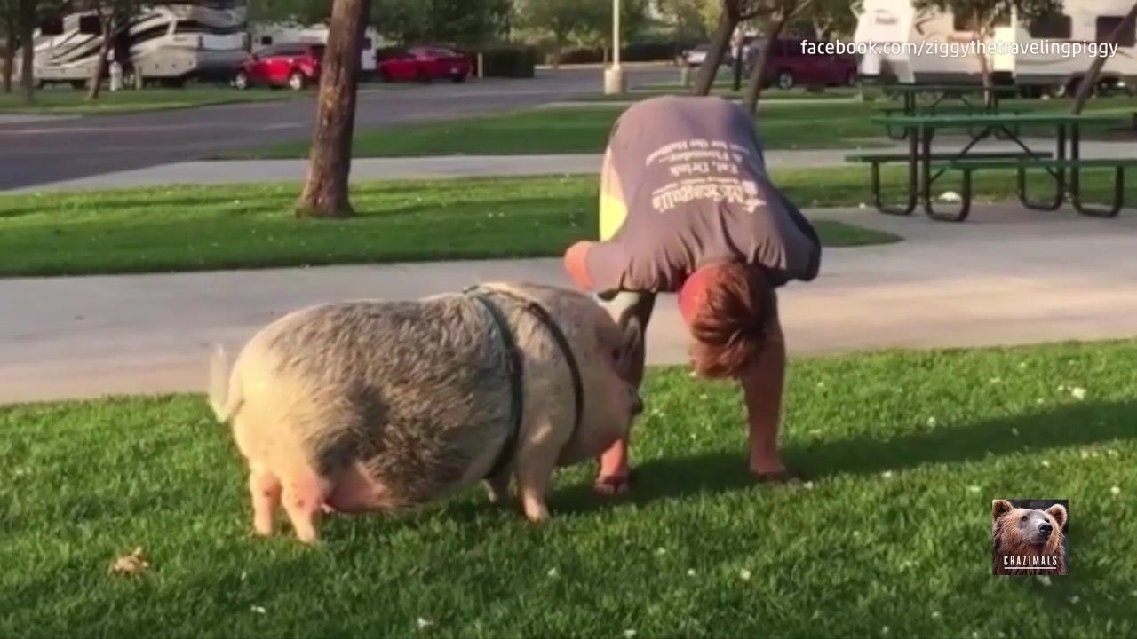 Pig Follows Family Around The U.S.