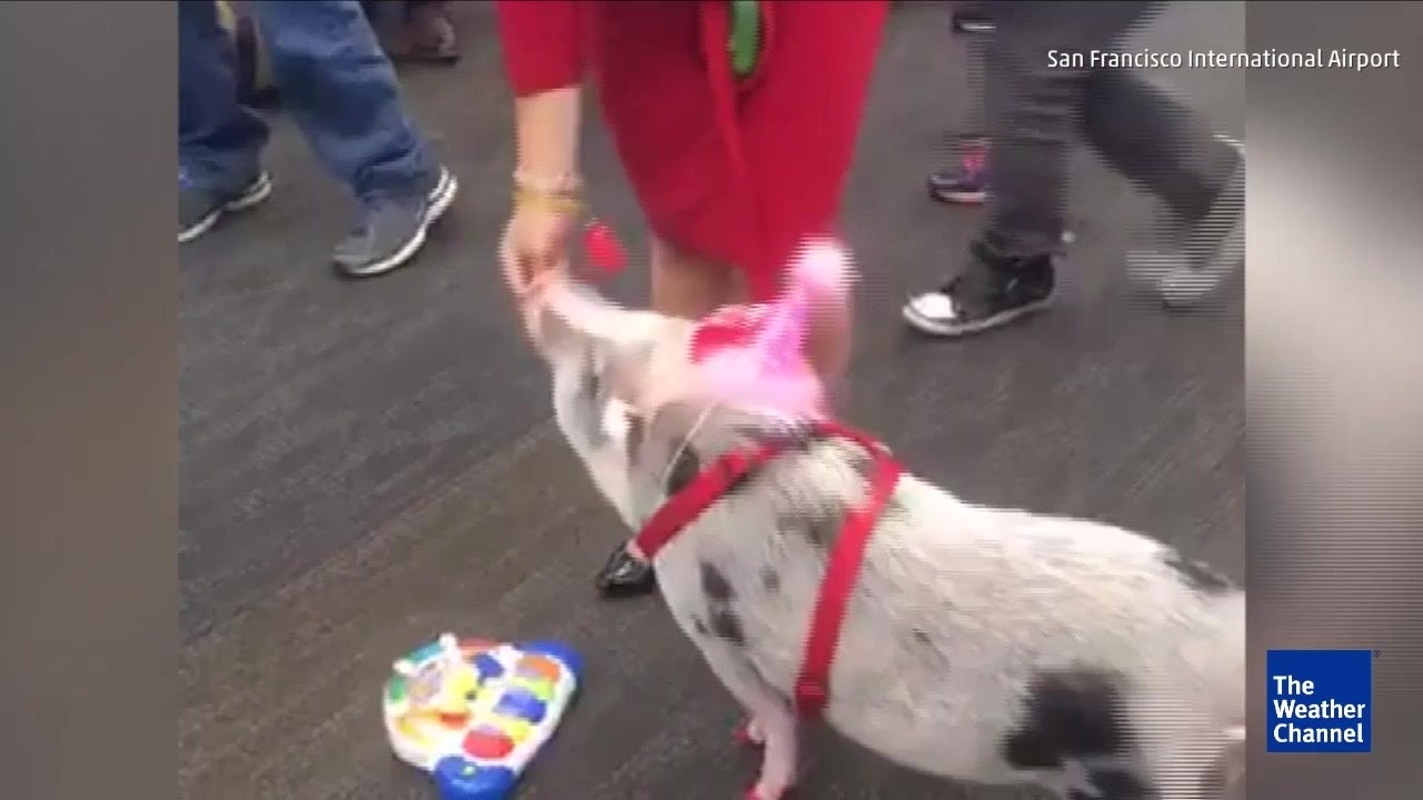 Pig Helps Stressed out Travelers During Holidays