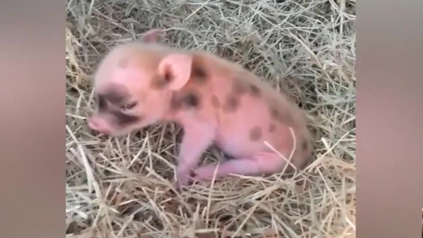Piglet Sneezes Adorably in Its Pen