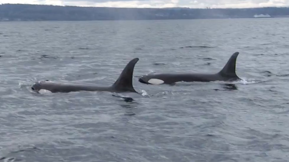 Pipeline Expansion Could Push Endangered Whale to Extinction