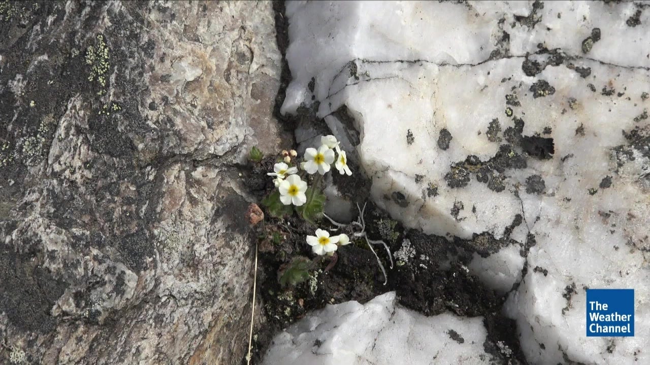Plants Appearing in Unusual Locations