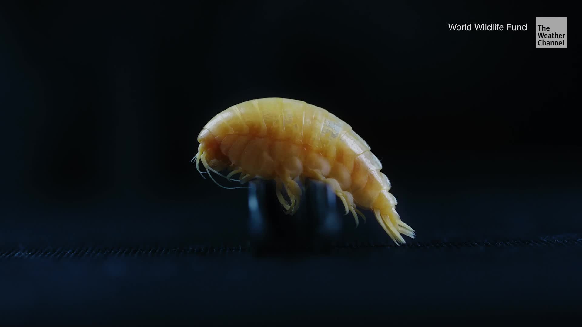 Plastic Found in Deepest Part of the Ocean