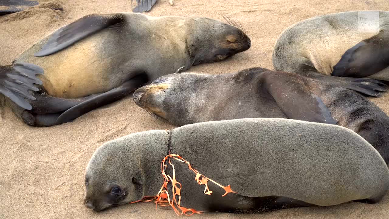 Plastic Killing Large Number of Endangered Marine Animals, Study Finds