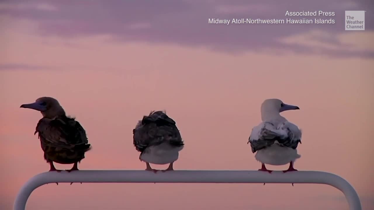 Plastic Pollution Plagues Seabird Sanctuary of Hawaii’s Midway Atoll