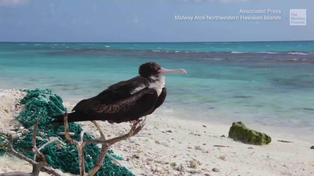 Plastic Pollution Plagues Seabird Sanctuary of Hawaii’s Midway Atoll