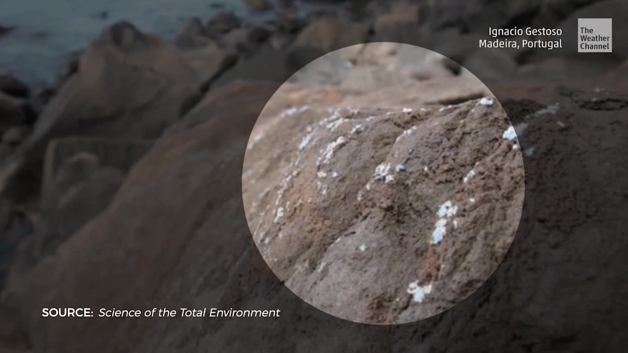 Plastic So Prevalent It’s Becoming Part of Rock on Portuguese Island