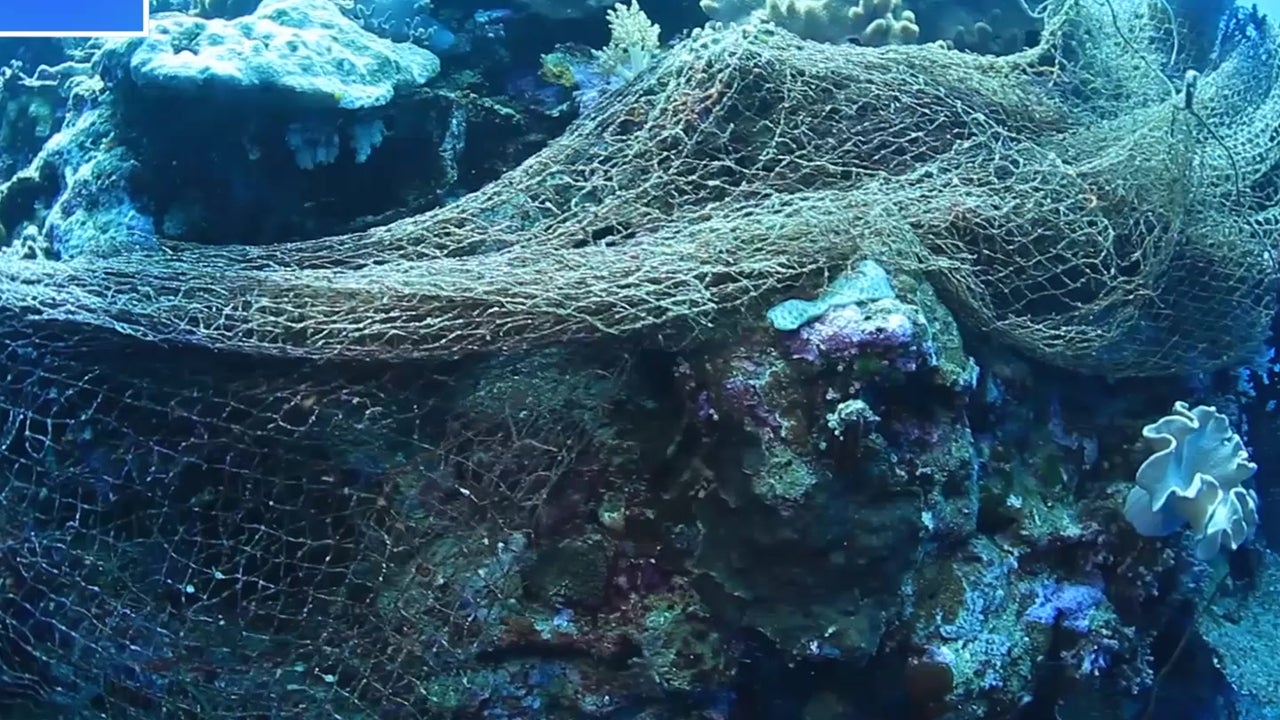 Plastic Waste Is Making Coral Sick