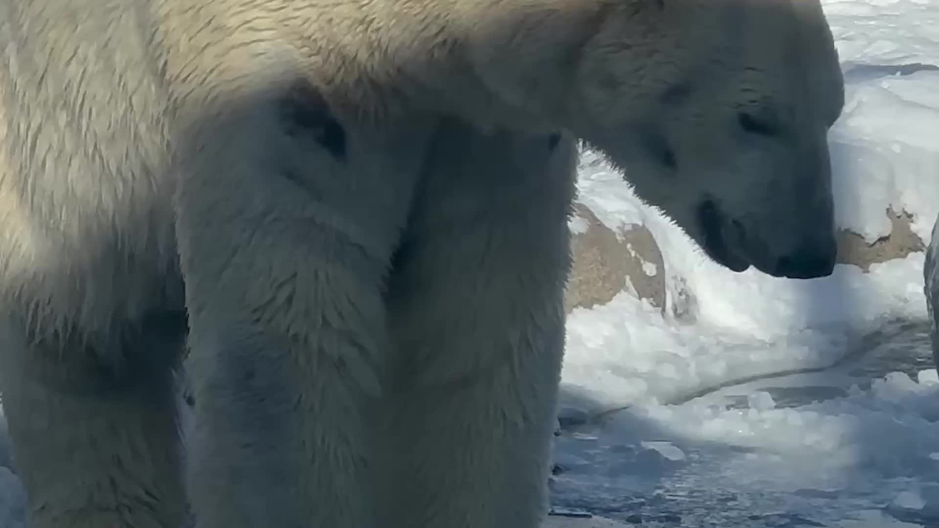 Polar Bear Won&rsquo;t Let Ice Get In The Way Of His Morning Swim