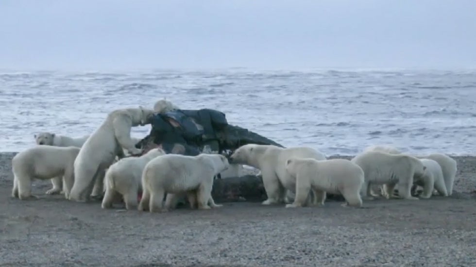 Polar Bears Cause Tourism Boom