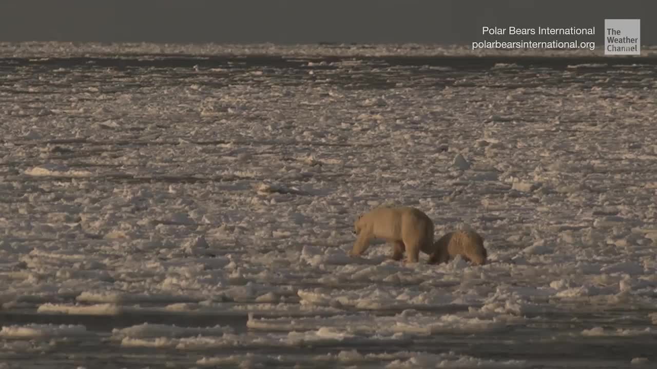 Polar Bears Could Be Wiped Out by 2100, Study Finds