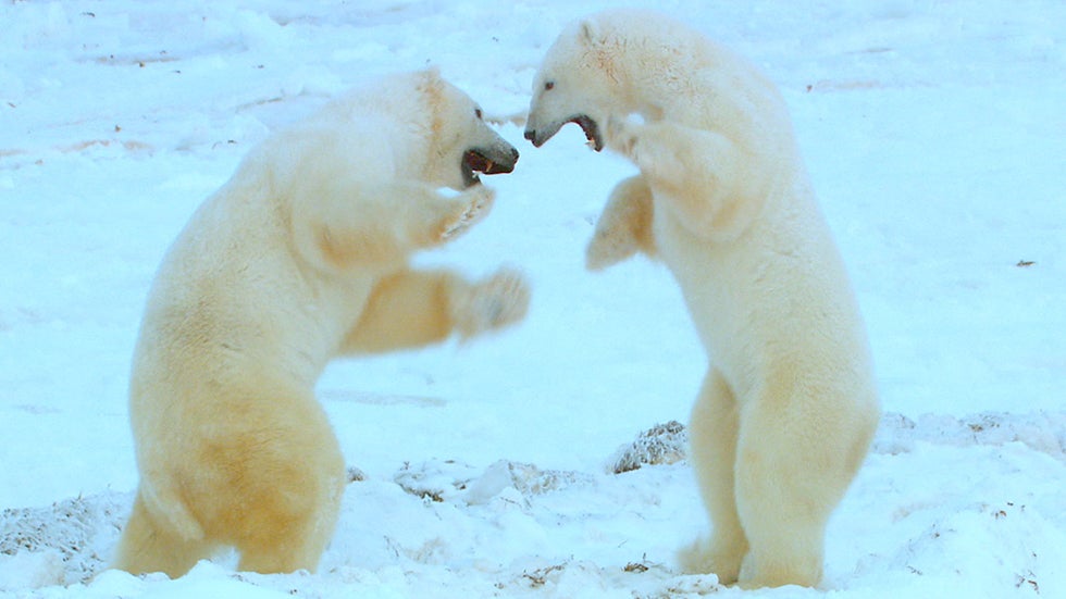 Polar Bears Now Hunting Humans?
