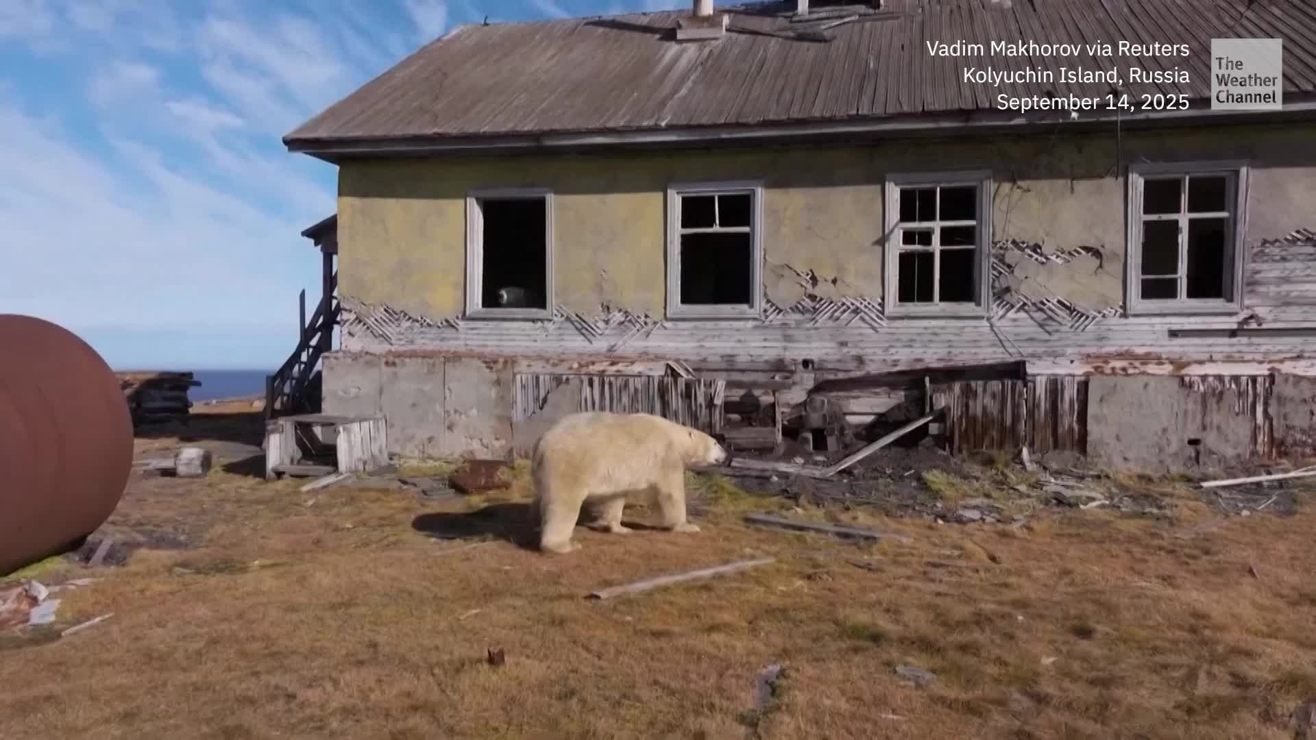 Polar Bears Take Over Deserted Buildings In Russian Arctic