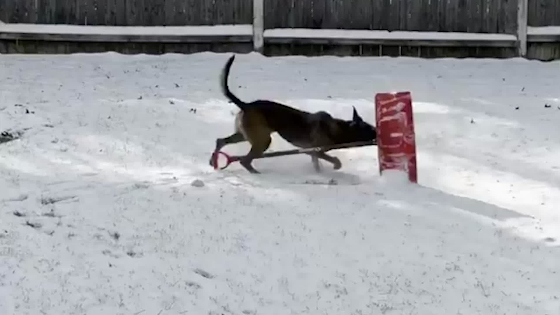 Police Dog Shovels Snow In Vermont