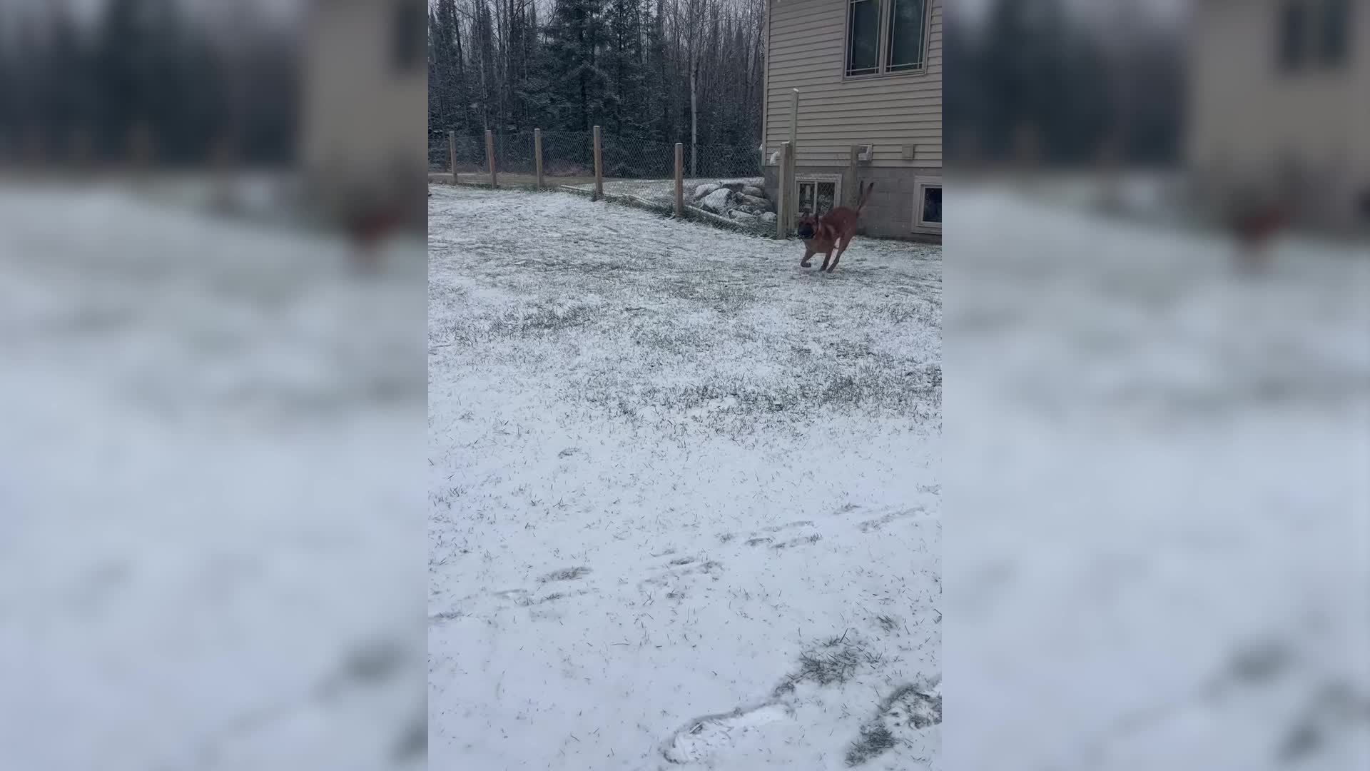 Police K9 Enjoys Romp In the Snow