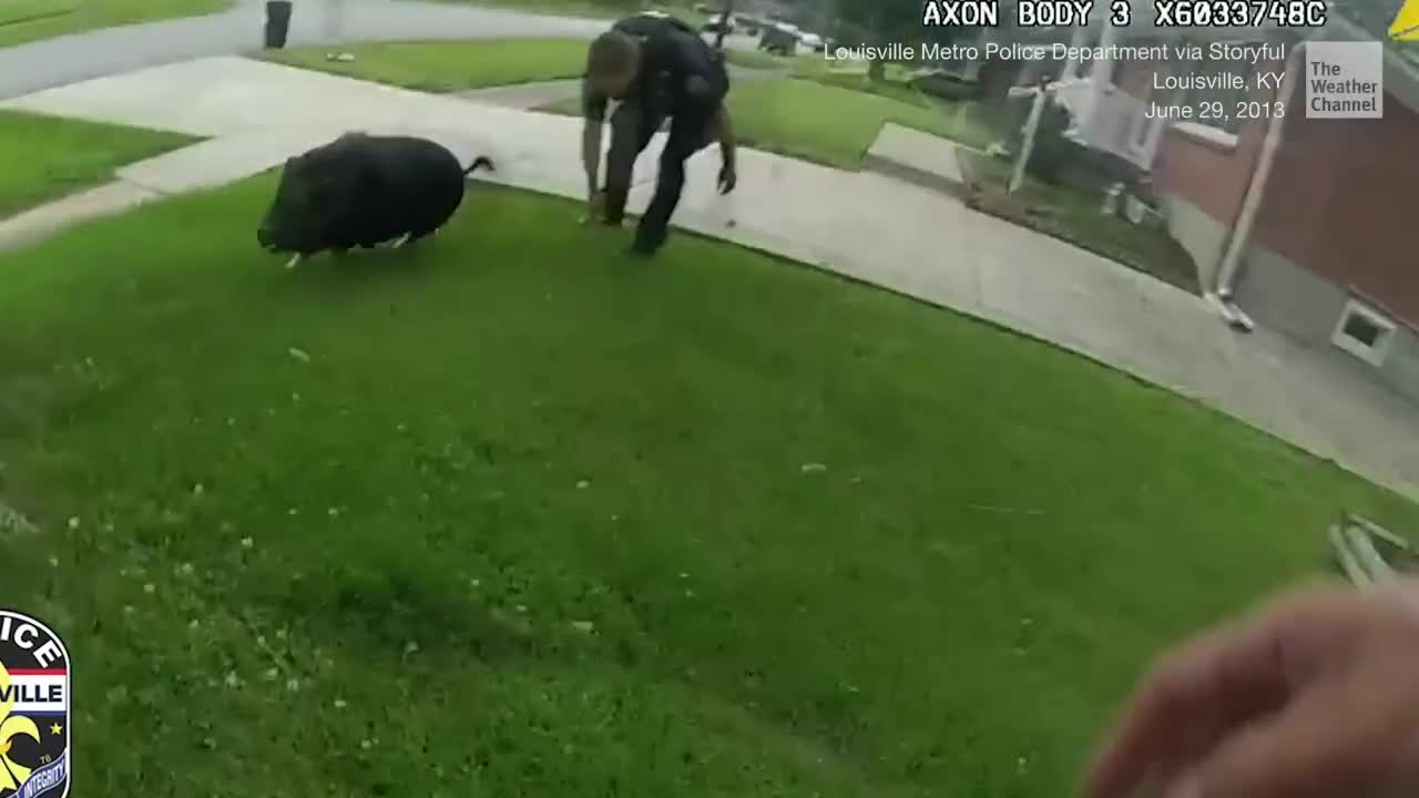 Police Pursuit Of Pet Pig