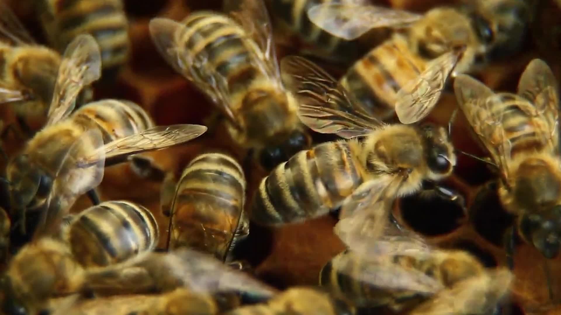 Pollinator Decline Linked To 500,000 Deaths Annually, But Honeybee Vaccine Could Help