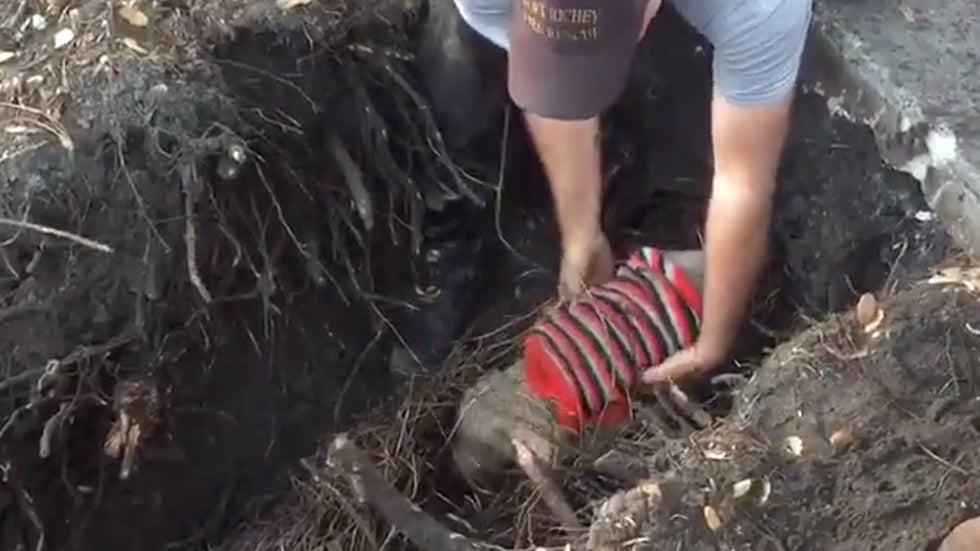 Poodle Trapped in Storm Drain Rescued