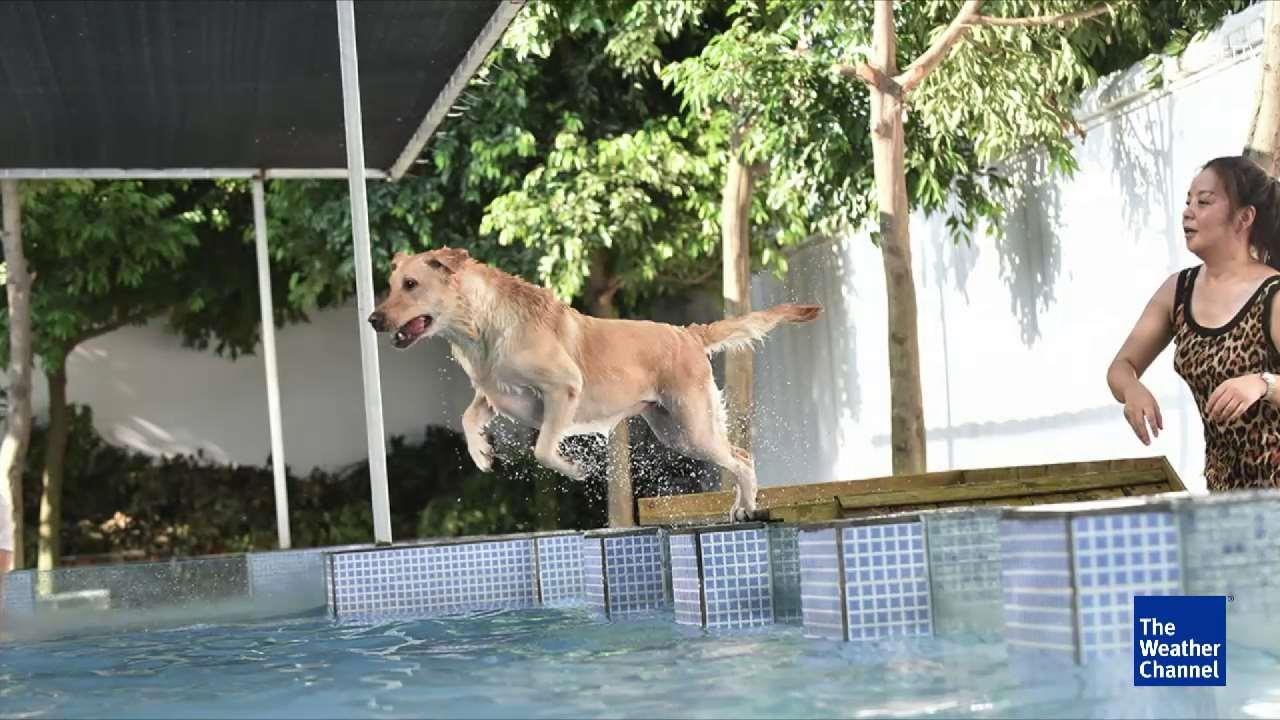 Pool Made Just For Dogs