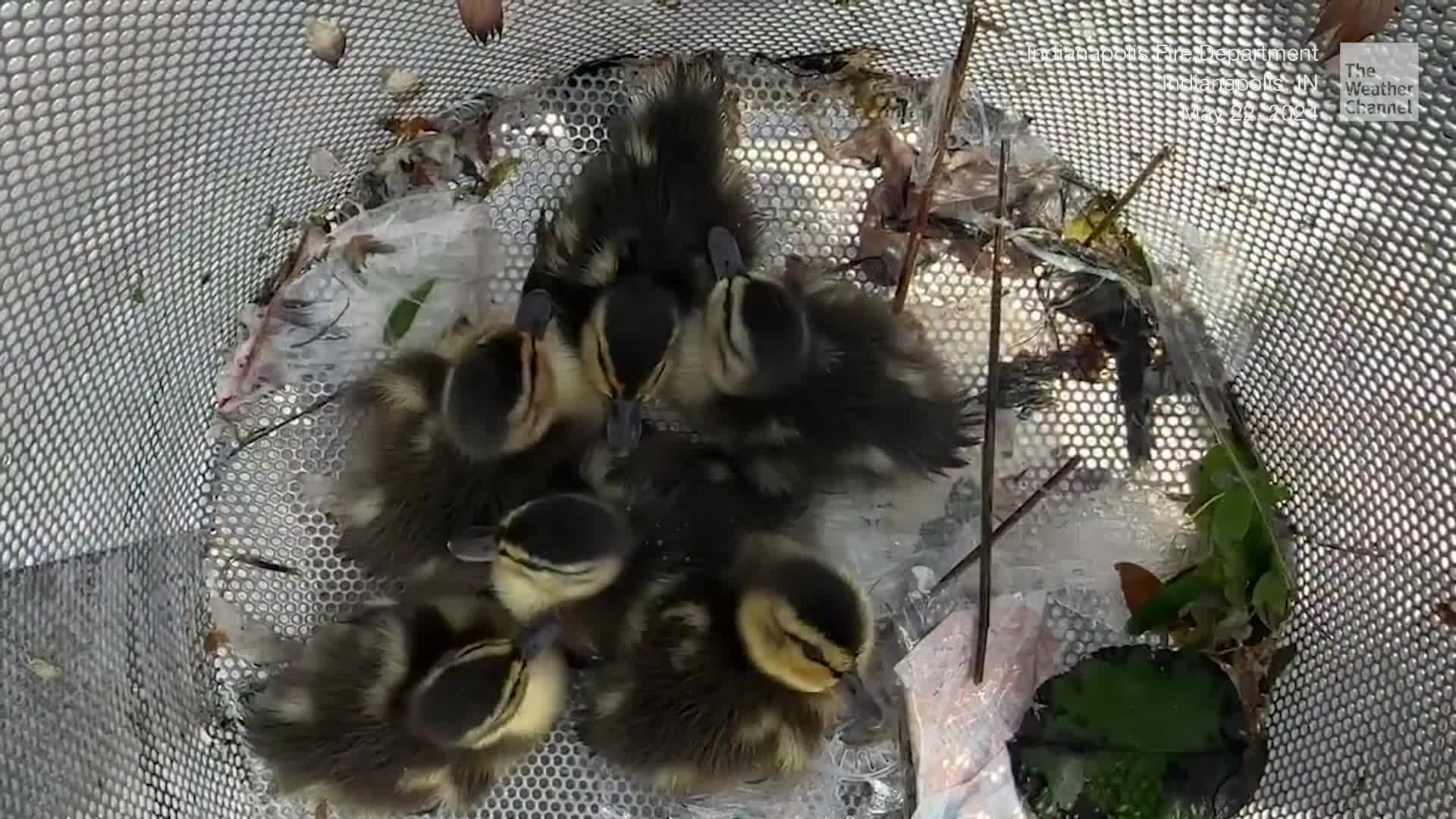 Pool Party Fowl-Up: Ducklings Rescued From Fountain Mishap