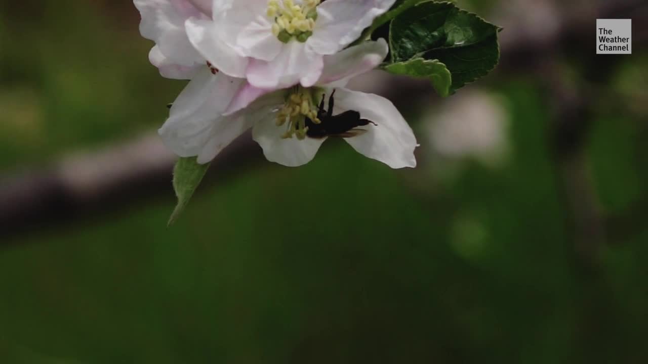 Popular Pesticides Causing Insect Apocalypse?