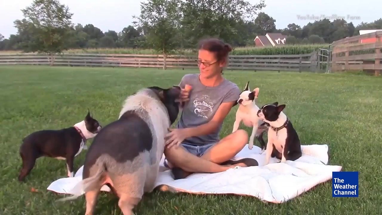 Porcine Pet Now King of the Farm