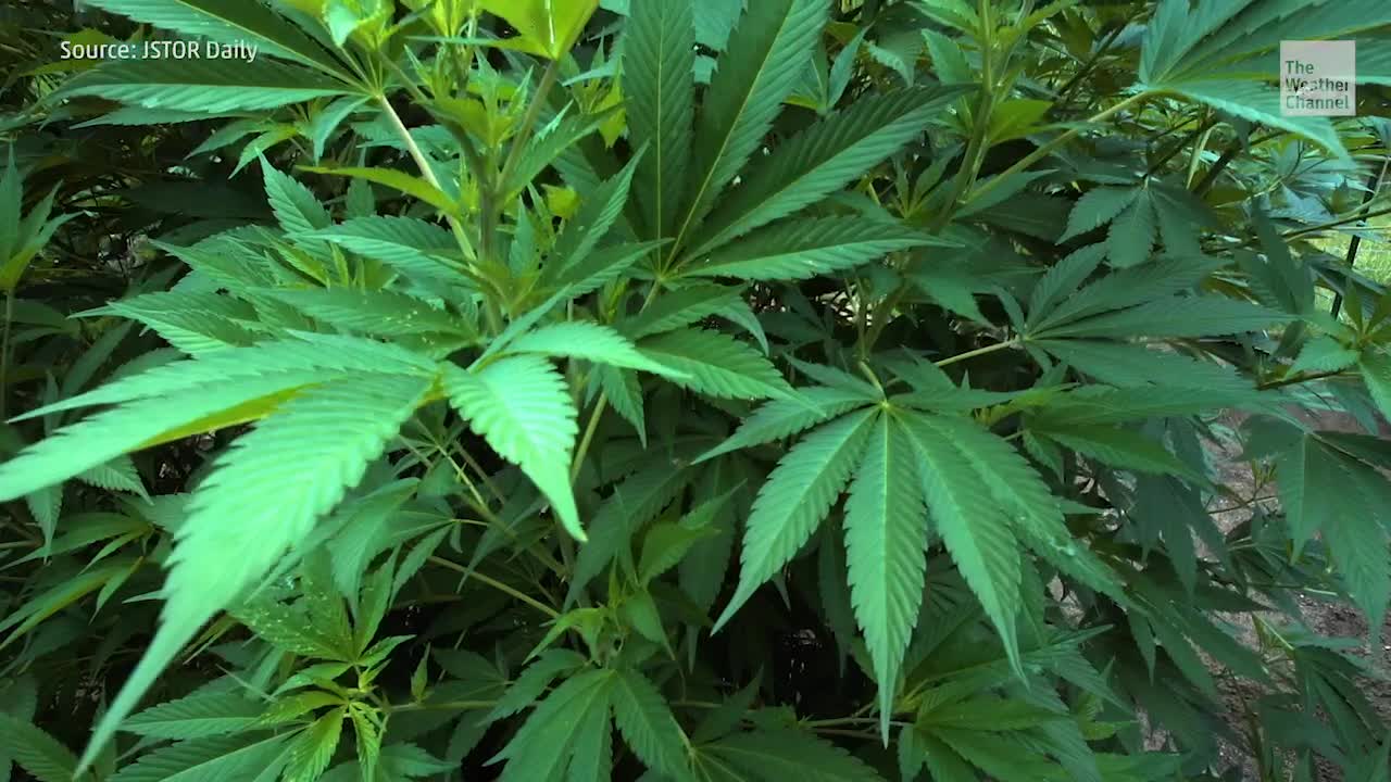 Pot Production Bad for Environment?