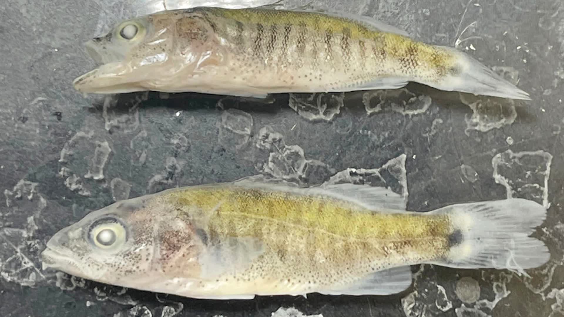Predator Escapes Into Lower Colorado River
