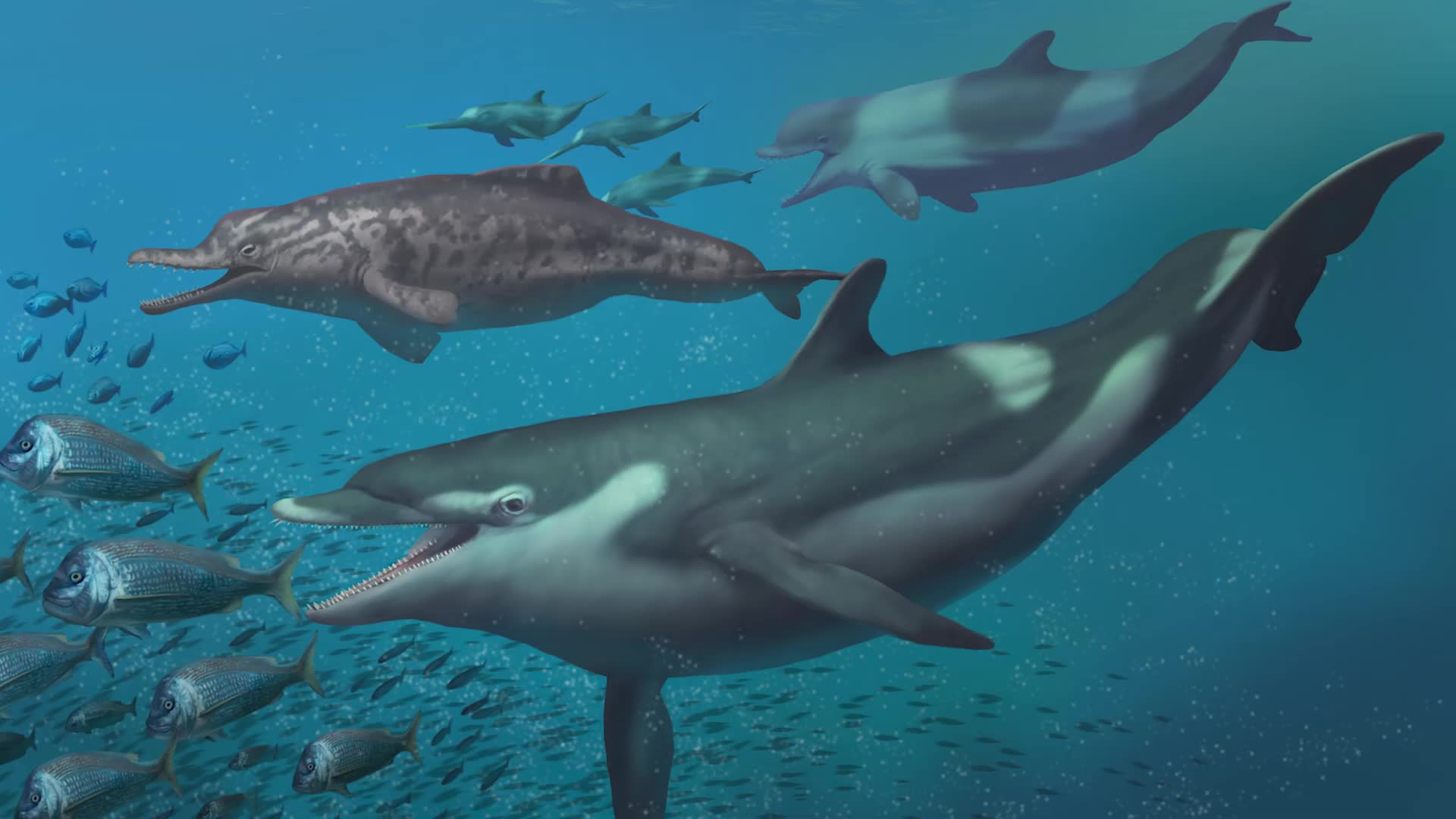 Prehistoric Dolphin Species Discovered in Landlocked Switzerland