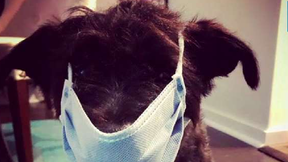 Protecting Your Pet from Wildfire Smoke