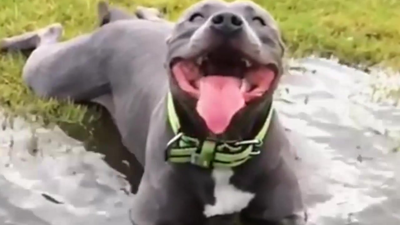 Puddle Is Perfect Place For This Pooch
