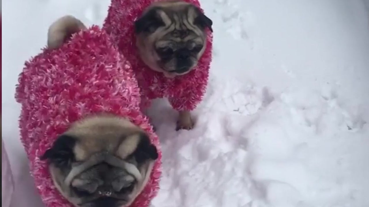 Pugs in Sweaters Play in Snow