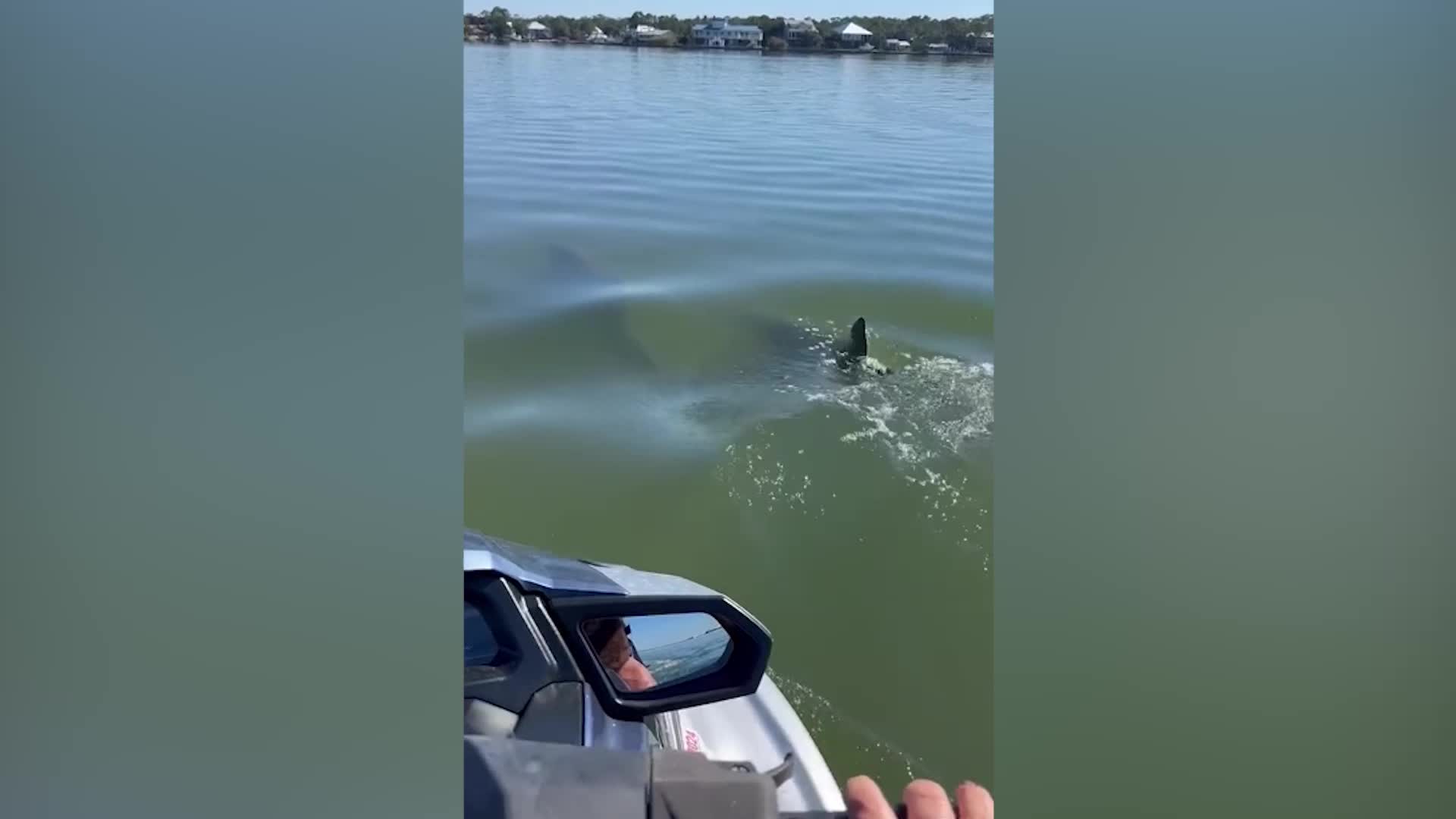 Pup Spots Dolphin Pod On Jet Ski