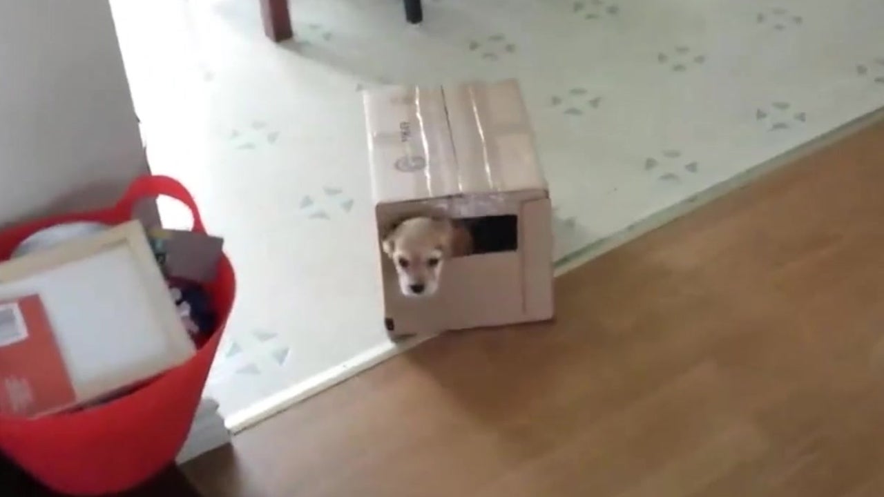 Pup Uses a Box for a Car