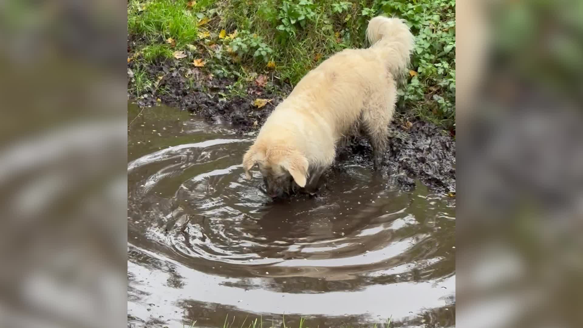 Puppies Dive Face First Into Mud Puddle