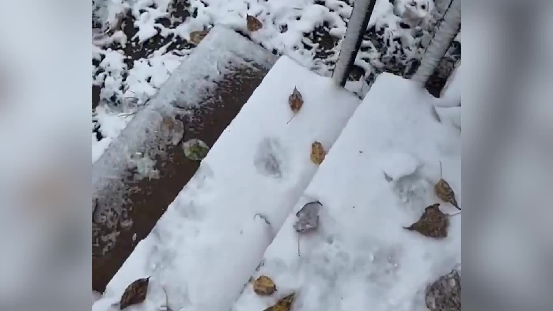Puppies Frolic In First Snow