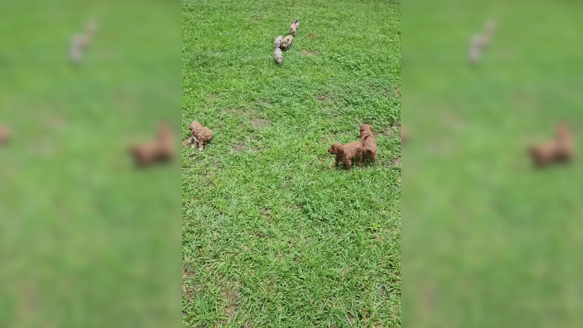 Puppies Plus Piglets Is Cute Overload
