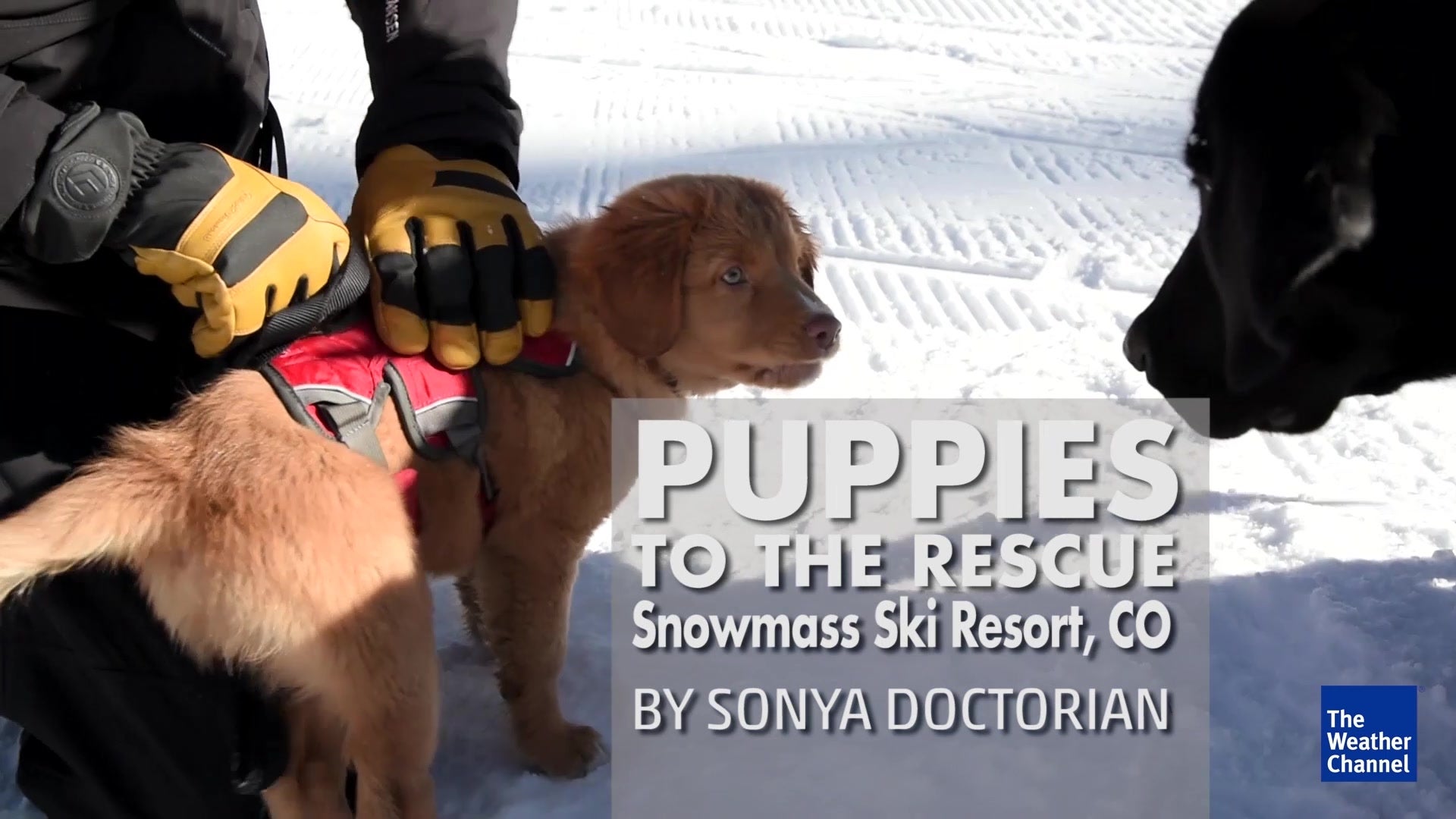 Puppies to the Rescue