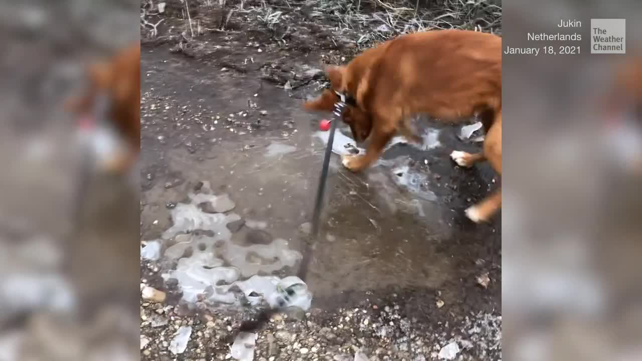 Puppy and Ice Don’t Mix