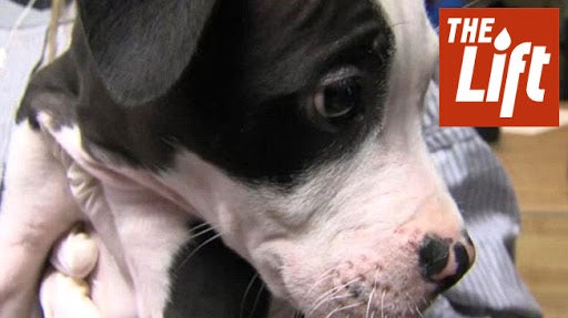 Puppy Found Whimpering in Hot Car