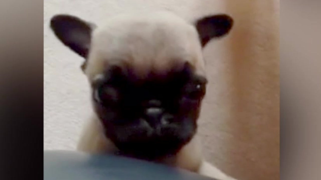 Puppy Has Cutest Way to Ask for Help