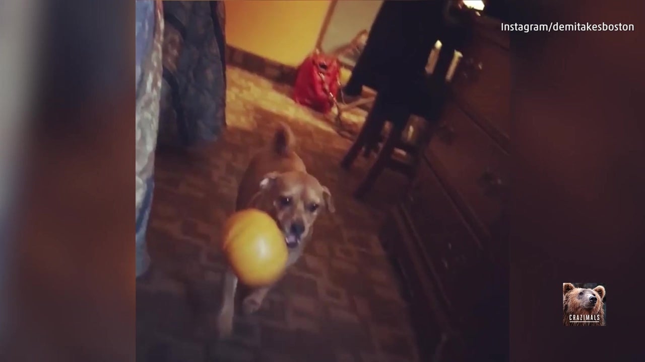 Puppy Loves Playing with Pumpkin